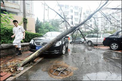 大树折断砸烂车 大树折断砸烂车