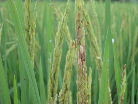 受阴雨影响空秕的水稻(资料图片) 受阴雨影响空秕的水稻(资料图片)