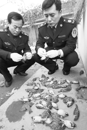 长安动物卫生监督所工作人员对小麻雀进行检查。记者李青摄 长安动物卫生监督所工作人员对小麻雀进行检查。记者李青摄